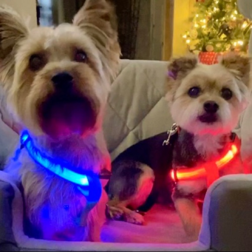 LED LIGHT UP PET HARNESSES, 4 Colors Available